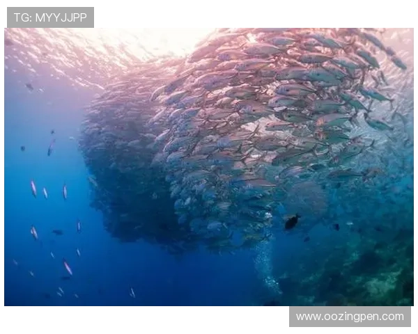 深度解析PA捕鱼技巧，让你在水下世界尽享捕猎快感